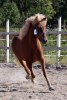 227_engilfrid