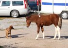 270_leista_hund