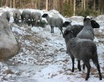 Här kommer vi på rad! Vi har hört att det finns tallkvistar där ute! Klicka på bilden för att se den i större format!