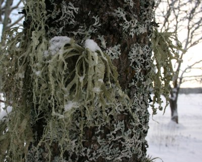 Om du ställer dig nära naturen -  finns mycket att se!