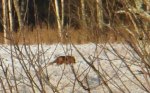 Det var Mickel Räv som lämnat sina fotspår i snön! Klicka på bilden för att se den i större format.