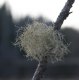 mossamspindelnät