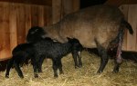 Alldeles nyfödda lamm, dessa föddes den 22 april kl 16.30! Klicka på bilden för att se den i större format!