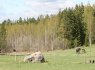 älg_hästar