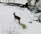 rådjur på väg 20120201 kl 13