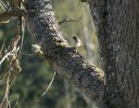 flugsnappare