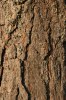 tallbark