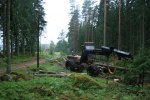 Det luktar gott när man arbetar i skogen! Barndomens dofter gör sig påminda. Så luktade pappa när han kom hem från skogen! Klicka på bilden för större format.