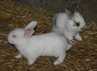 albino o skäck