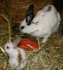 mamma Flicka o ljusbrun skäck