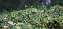 mossbelupen sten