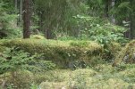 sten i skogen