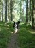 charlie i skogen