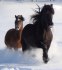 snögalopp