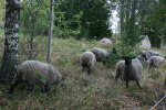Fåren i skogsbacken! Klicka på bilden för att se den i större format.