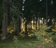solnedgång i skogen