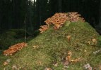 svamptopp