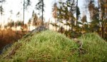 Ta nytt perspektiv och se det lilla växa till något stort! Klicka på bilden för att se den i större format.