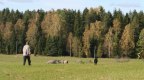 fåraherde m hund
