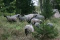 fåren i backen