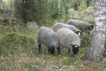 fåren skogsbacken