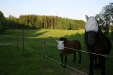 hästarna i hönshushagen