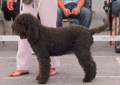 Lucrezia Borgia, Chicos mother, International beauty champion 2006.