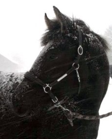Esther i snöstorm