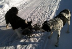 Min pinne!
