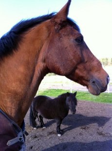 Leander och Adina