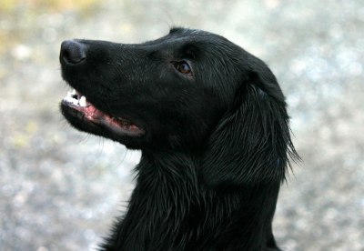 Sima