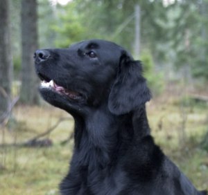 Foto: Bård Erik Flatin