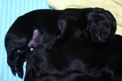 Minstemann sover