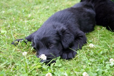 En liten Ferdinand ...