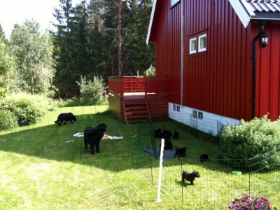 Valpene ute ved huset flyttedagen.