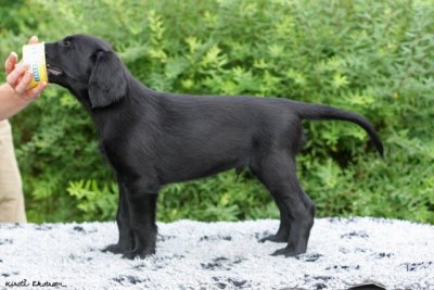 Hannhund umerket