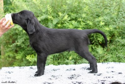 Hannhund merket venstre foran