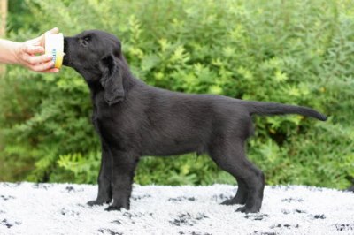 Hannhund merket dobbelt foran (minstemann)