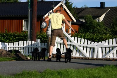 Noen bilder fra besøket hos Erik, Randi og Bjørn på Jessheim. Det er ikke lett å gå med en valpeflokk i beina. :-)