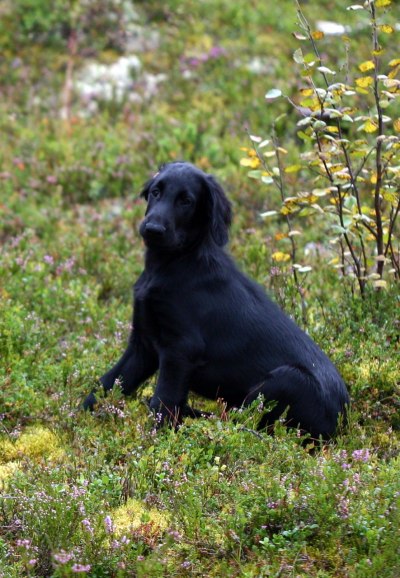 Uno på fjelltur.