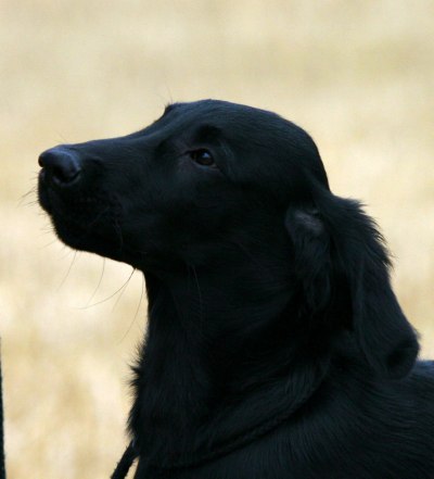 Lily