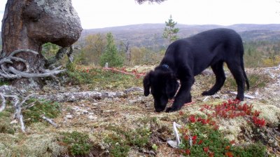 Mye spennende for Solan å snuse på ute på tur.