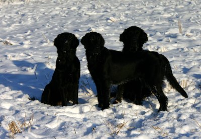 Lotta, Ace og Nemi :-)