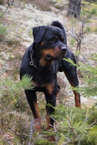 Nordkalottens Merlin 1år