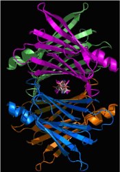 TTR-tetraeder med Thyroxin i hålrum