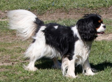Hvidagården´s Sharry Baby