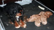 017_mormor