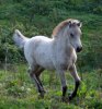064_moldi