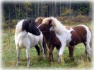 hygge_gneisti_750