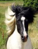 Hýreygur_stambok